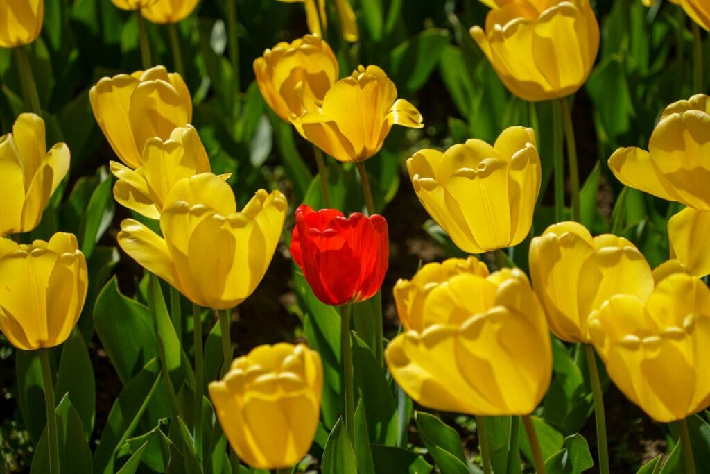 Your brand when it finally stops using the same Canva template as everyone else. Be the red flower in a field of beige websites